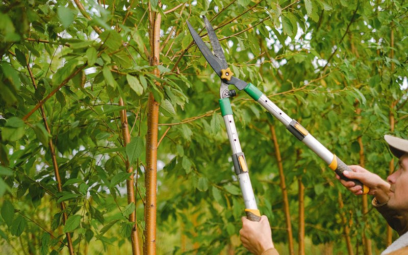 Tree trimming in Falfurrias, TX